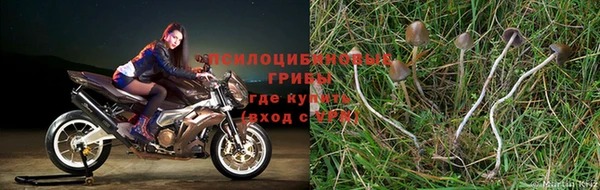 стафф Арсеньев